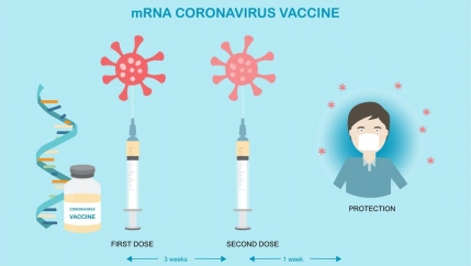 Illustration of two doses of an mRNA vaccine
