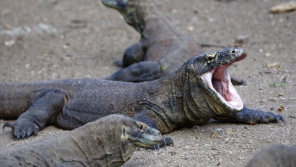 A Komodo dragon yawns on Rinca island, Indonesia, April 28, 2009.