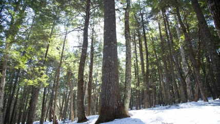 Forests cover about 80% of the Maritime Provinces of eastern Canada. Around half of that land is owned by smallholders.