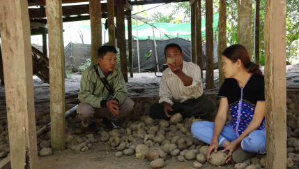 U Saw Mhue Dee, U Saw Benjamin and Daw Naw Lay Lay explain the process of growing elephant foot yam, sheltered from the afternoon heat under a stilt house in Paungdawgyi Village. 