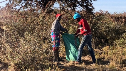 Two people gather locusts from trees