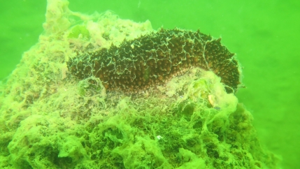 Professional divers like Cumhur Ayar have photographed the impact of the outbreak on the seafloor, trying to prove to Turkey’s highest levels of government that they must deal with the source of the problem: untreated wastewater pumped into the sea by hot