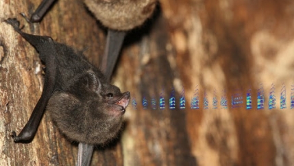 A babbling pup produces distinct syllables, visualized in this composite image.