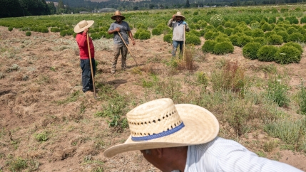 Farmworkers, who declined to give their names, break up earth, July 1, 2021, near St. Paul, Oregon.