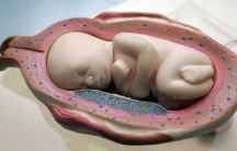A model of a fetus