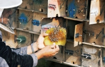 A man holds a piece of honeycomb covered in bees. He is wearing a white netted hat.
