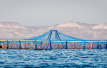 fishing nets in the sea of cortez