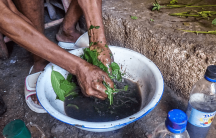 a woman prepares herbs for a treatment