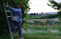 Javier picks cherries