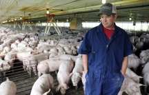 Iowa farmer Bruce Wessling walks through his farm. Iowa is the nation’s leading pork exporting state. China put a 25 percent tariff on imported American pork back in April.   