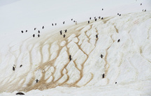 penguins sliding down a glacier