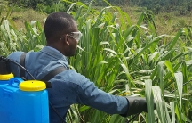 A man test-sprays glyphosate in a field with tall grass while wearing a blue pack on his back containing the chemical.