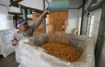 Carmelo Morillo fills a large, plastic-lined shipping container with almonds.