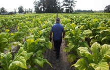 A farmer walks away from the camera through a field of rich green tobacco plants.