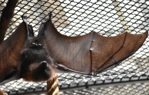 Bats have a specialized thin skin that allows their wings to change when a muscle is activated with every beat cycle of the wings. 