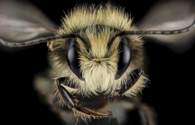 A close-up view of a male blue orchard bee, also known as Osmia lignaria. This type of bee, which is native to North America, is known to be one of the world's best pollinators.