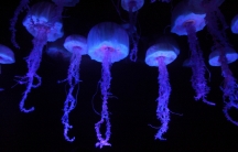 There may be thousands of kinds of jellyfish that have yet to be discovered, even though thousands have already been identified.