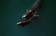 Northern right whale with calf