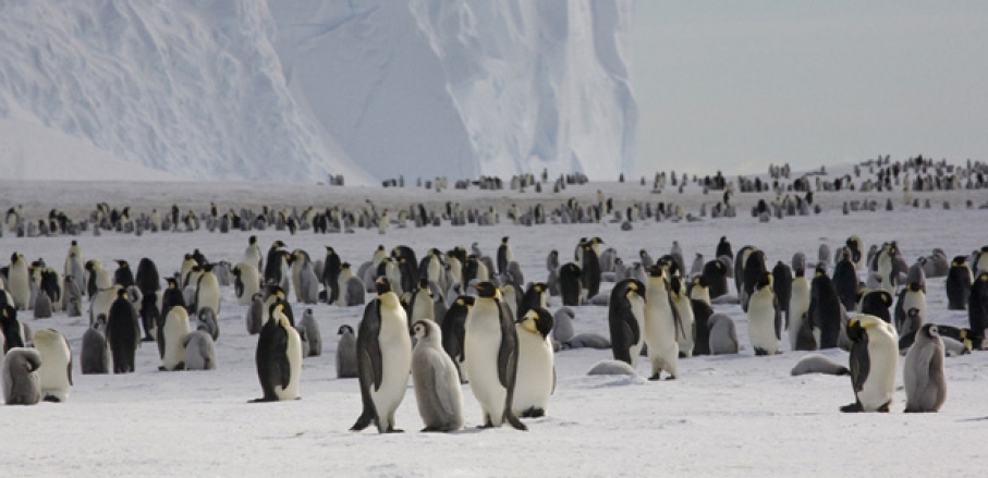 Antarctica: Penguin Population Double Previous Estimate | Public Radio