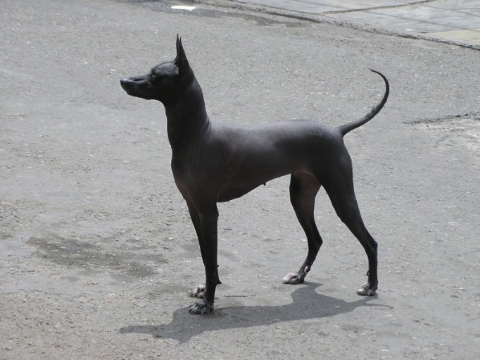 Peru's hairless dogs declared "cultural patrimony" at home