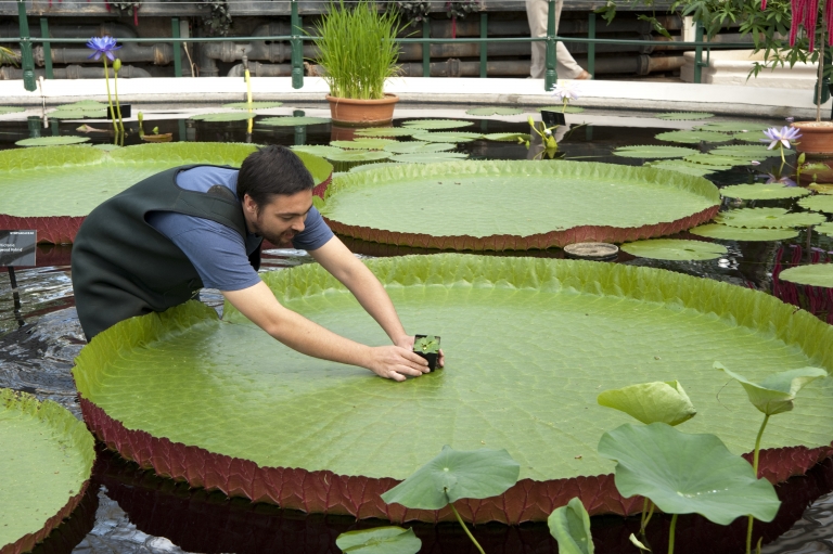 World's smallest water lily 'stolen' from London's Kew Gardens
