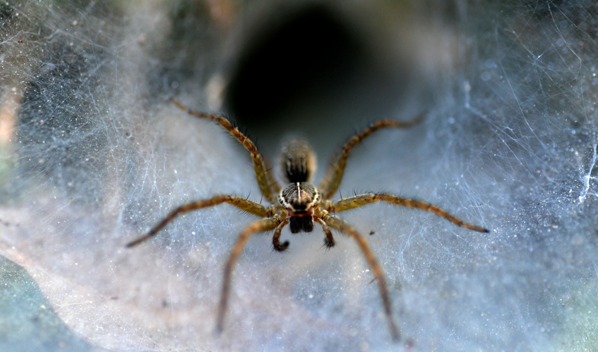 Spider silk violin strings created by researcher in Japan. The World