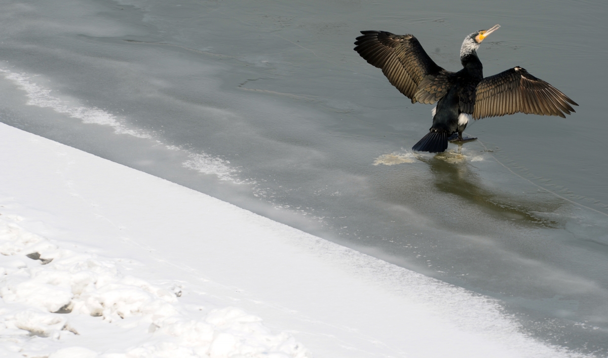 Cormorants Underwater dive video shows the bird's power The World