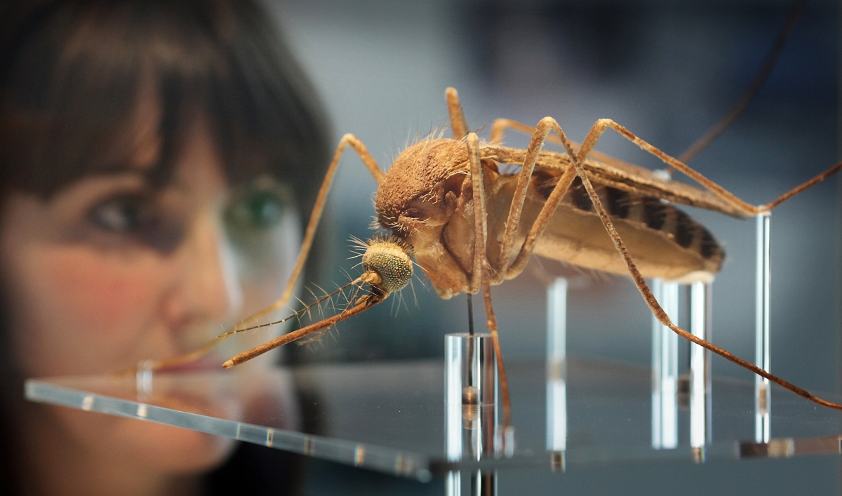 modified mosquitoes may be released in Florida The World