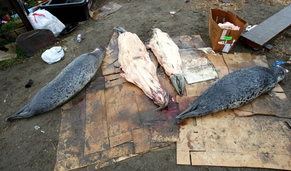 Alaska Mystery seal disease appears to be spreading The World from PRX