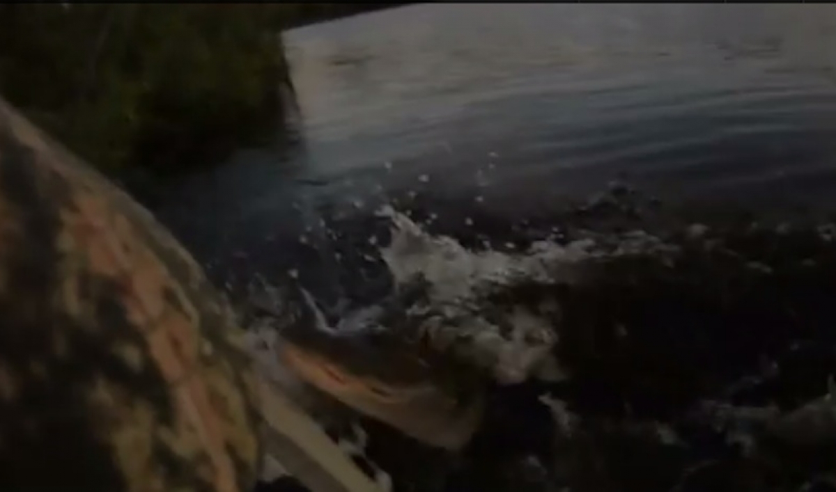 Alligator attacks kayaker in Florida (VIDEOS) The World from PRX