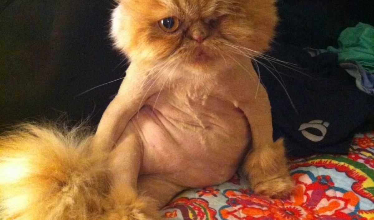 New Zealand man wants cats banned to protect birds Public Radio