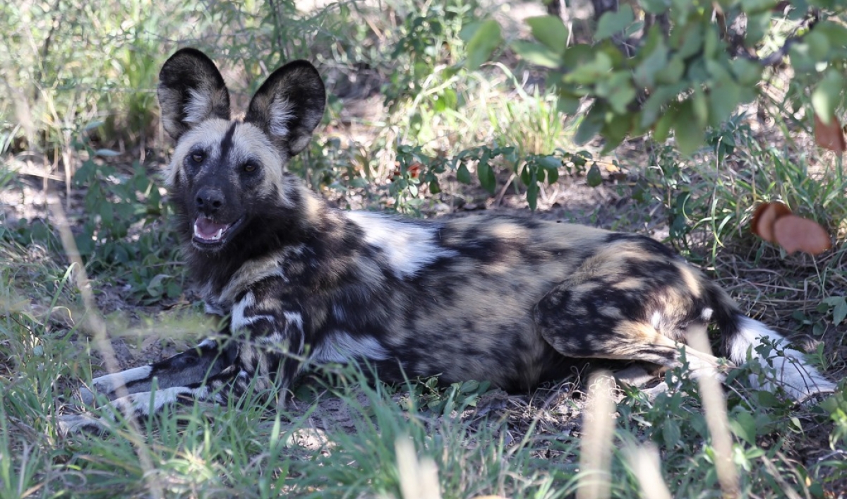 Boy, Maddox Derkosh, mauled by wild dogs at Pittsburgh Zoo "didn't have