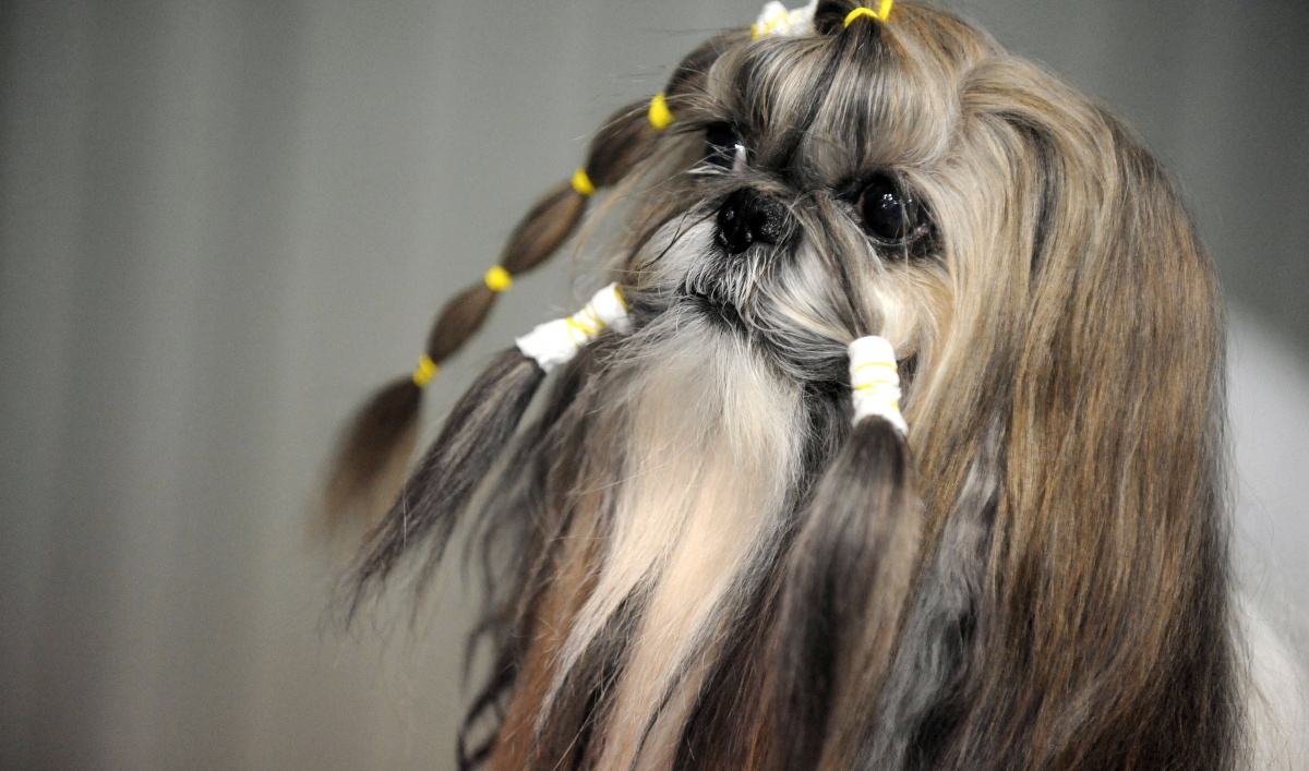 stuffed dalmatian puppy