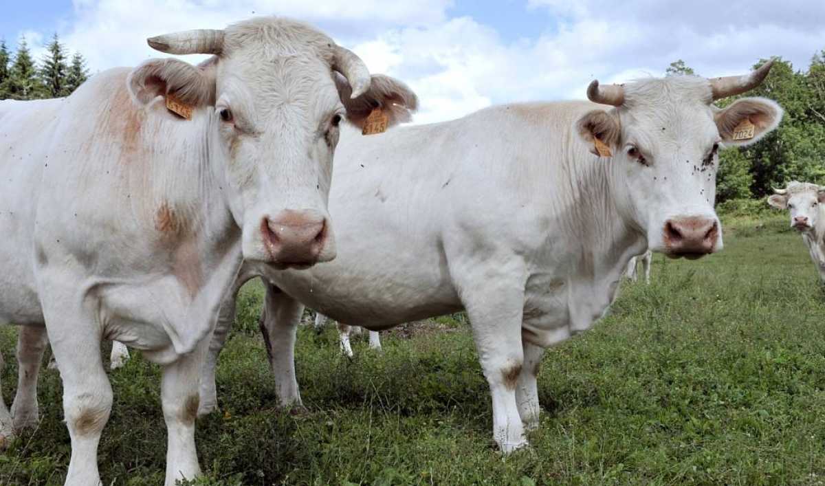 Australia Ends Live Export Ban The World From Prx