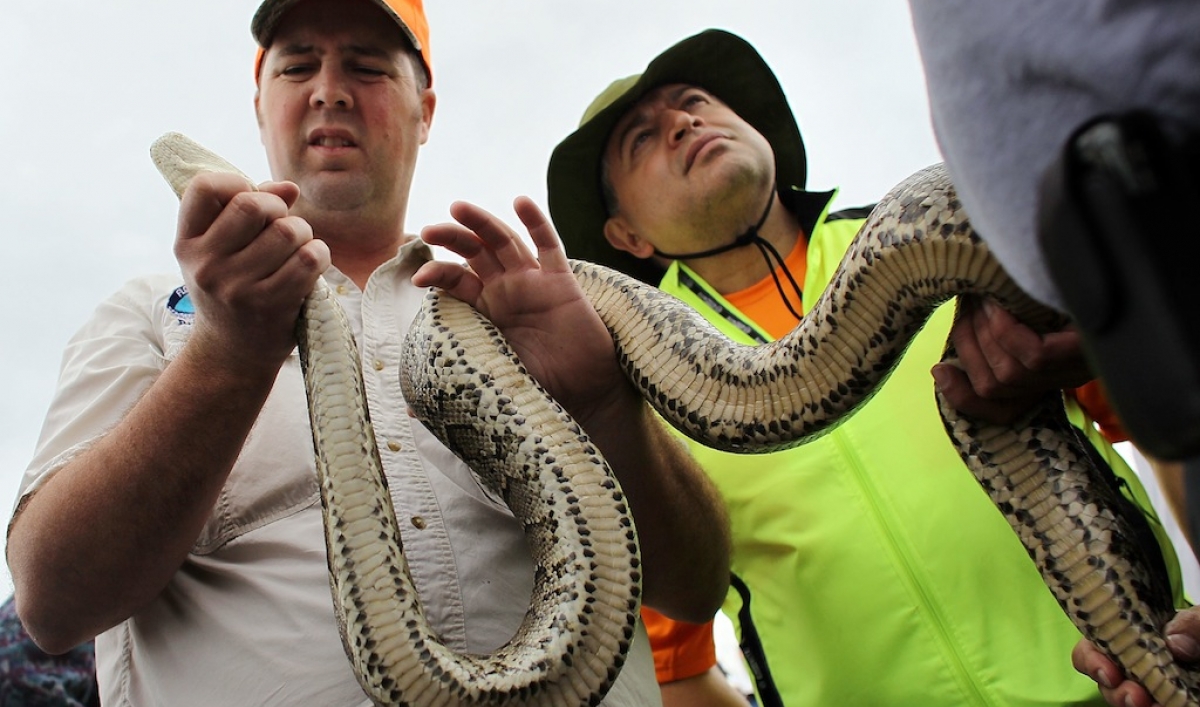 Florida Burmese python hunt begins with 11 catches in the Everglades ...