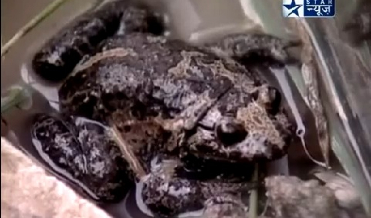 Hula painted frog Rare species, thought extinct, rediscovered in Israel (VIDEO) The World