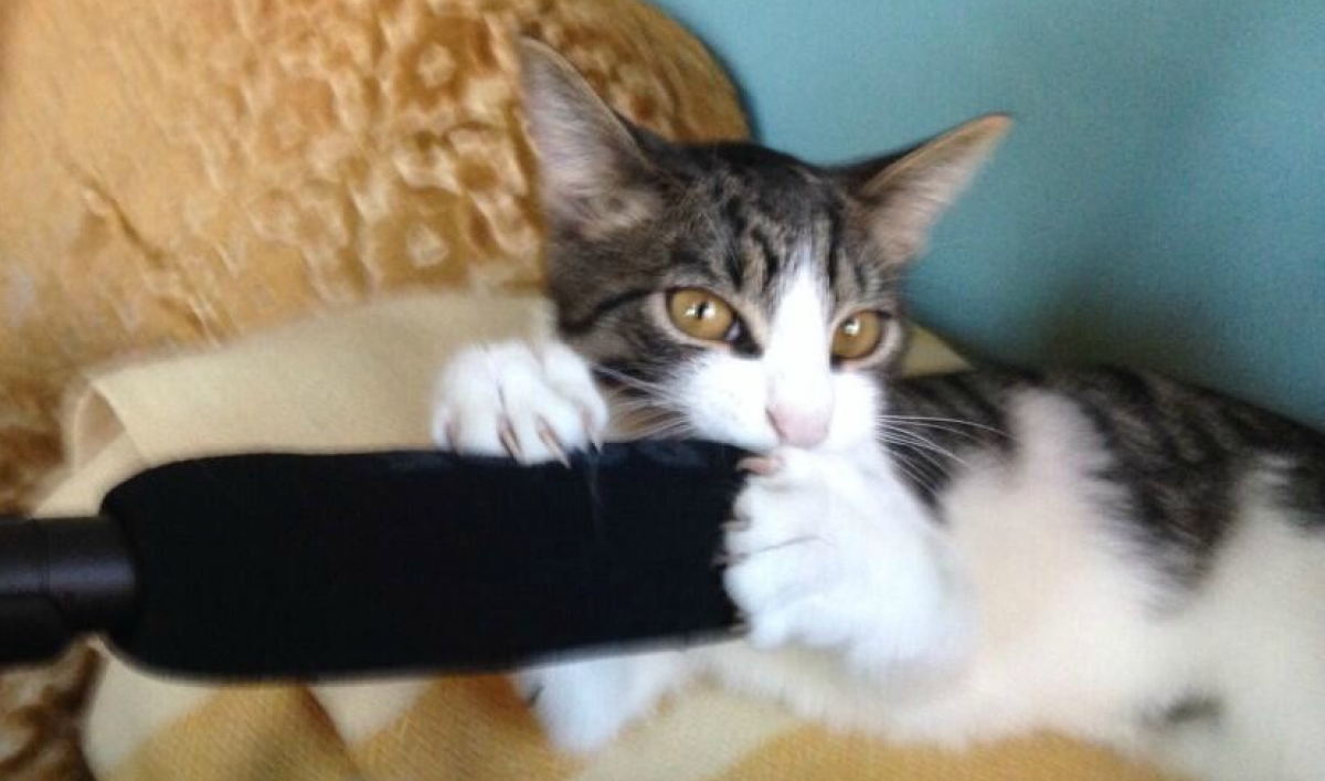 Jazz legend Charles Mingus wrote a stepbystep guide on toilet