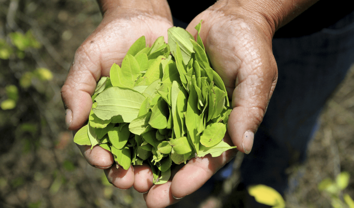 A push to legalize coca leaf production in Colombia The World from PRX