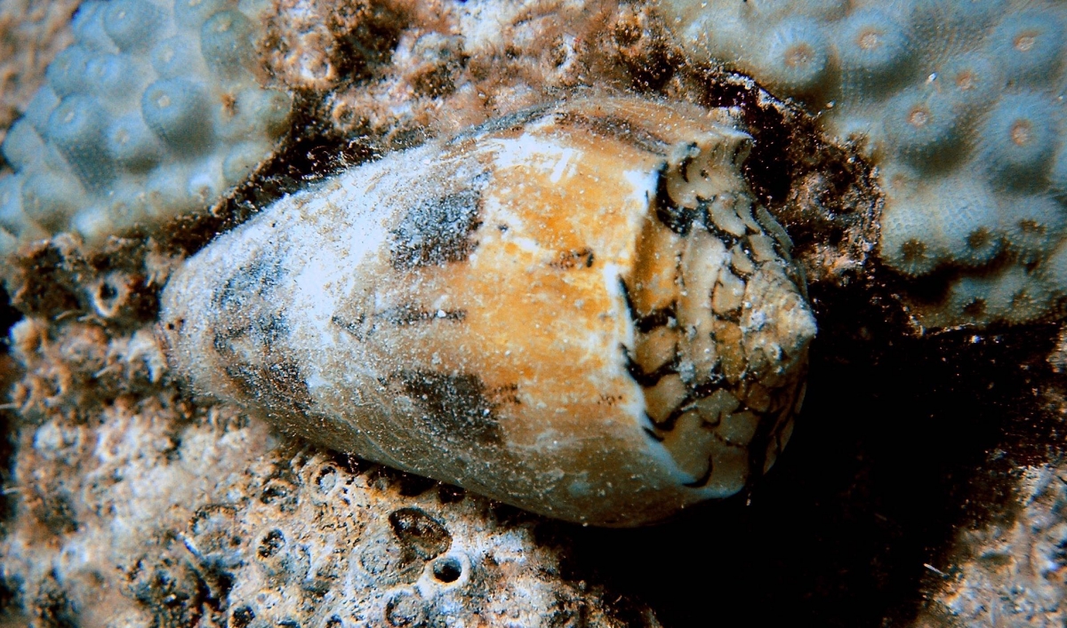 A scientist who finds pharmaceutical promise in the venom of cone