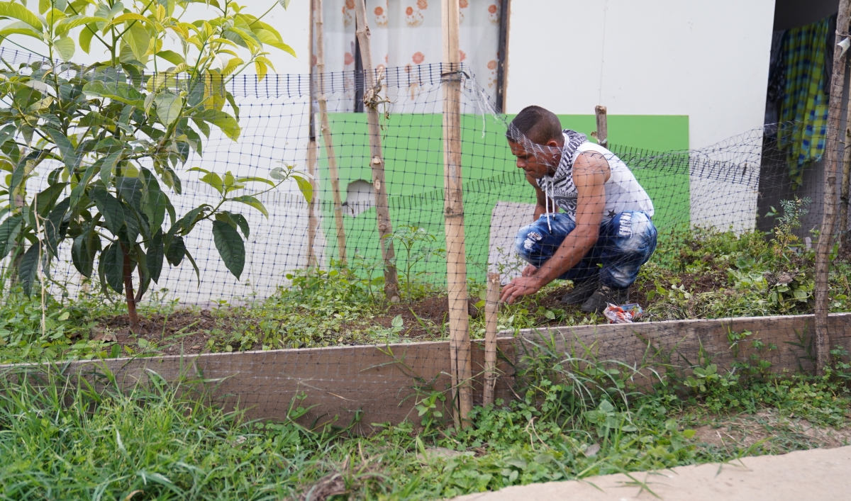 A man gardens on a small raised bed of plants.