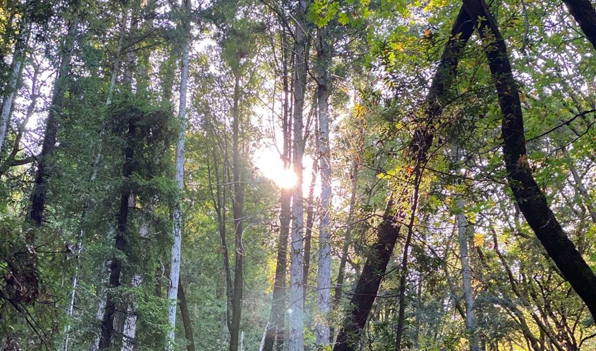 Looking up at the sunshine coming through tree tops in a forest.