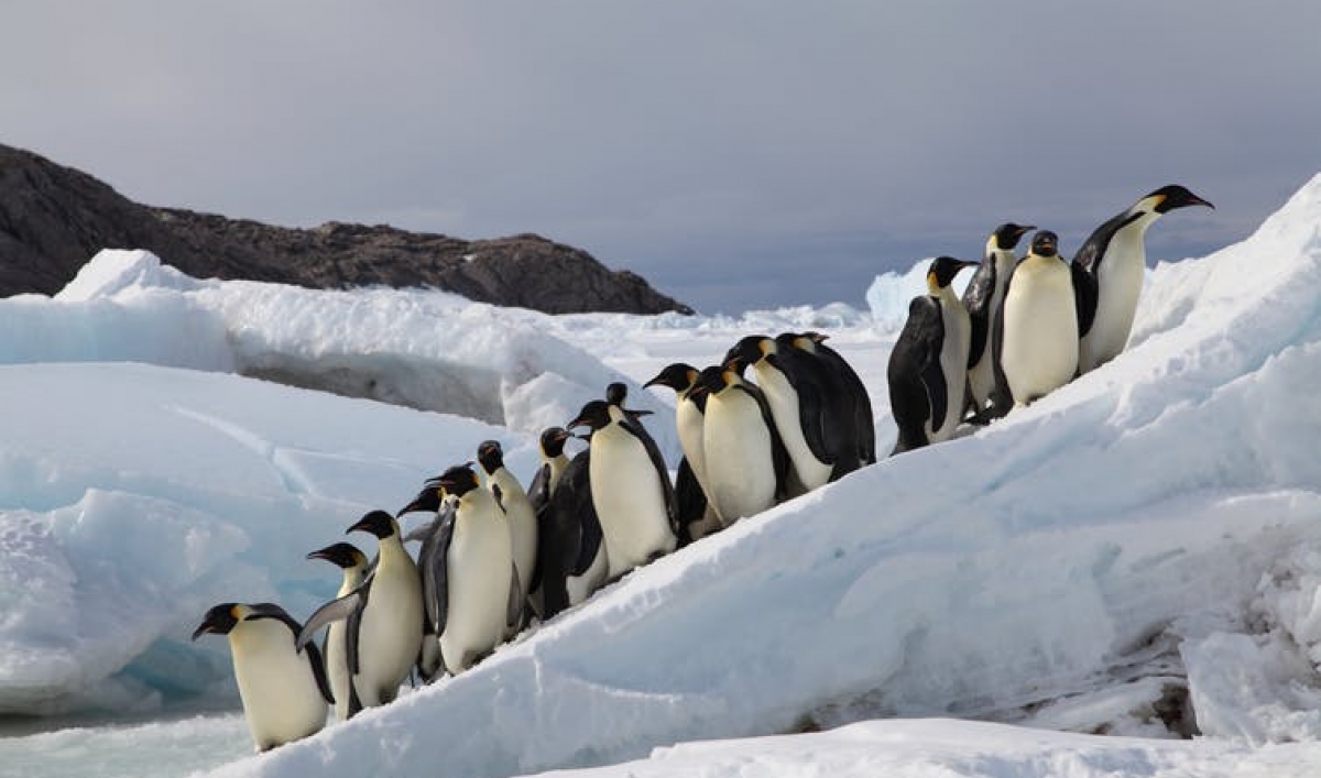 Emperor Penguins could march to extinction if nations fail to halt climate change - PRI