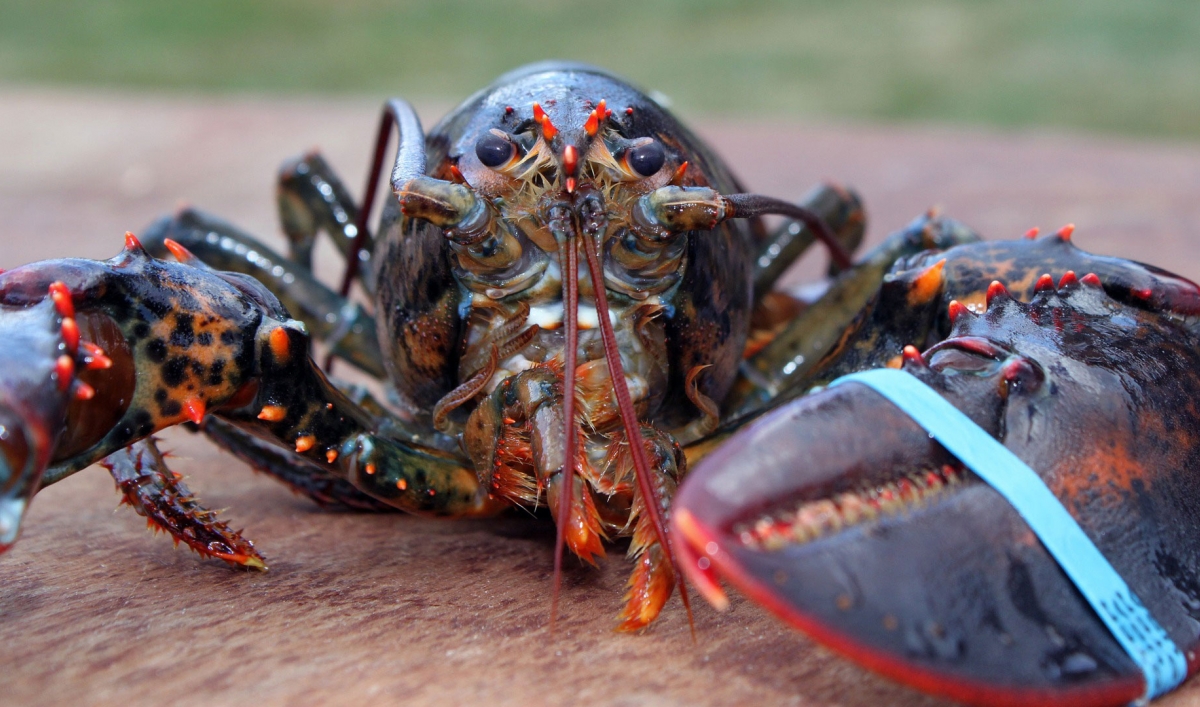 Do lobsters feel pain? The British Parliament wants to know. - Vimarsana News
