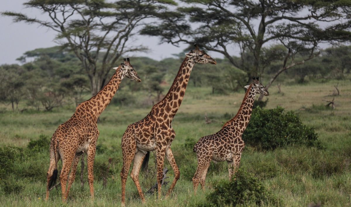 The giraffes usually eat from trees. Are giraffes endangered species. are giraffe endangered.