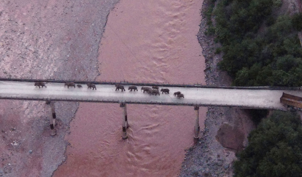 In this photo released by the Yunnan Provincial Command Center for the Safety and Monitoring of North Migrating Asian Elephants, a herd of wandering elephants cross a river using a highway near Yuxi city, Yuanjiang county in southwestern China's Yunnan Pr