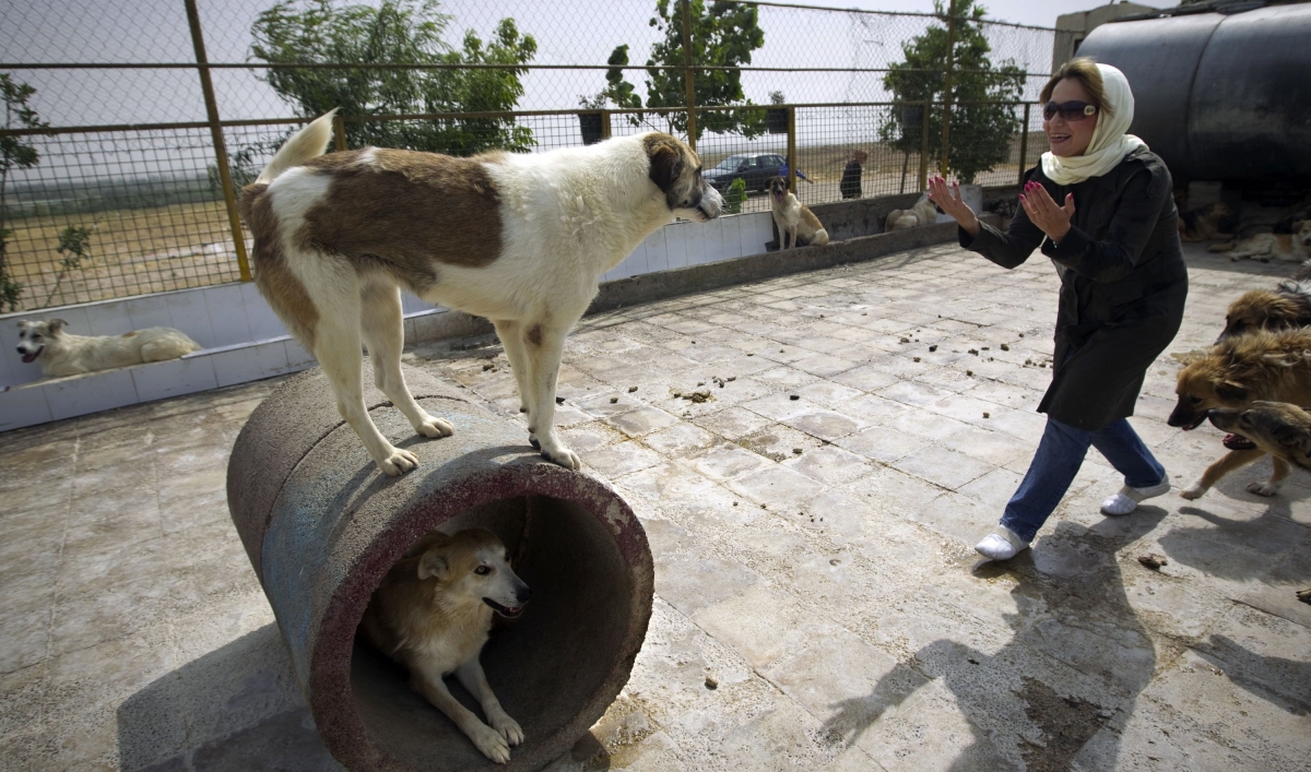 Iranian dog lovers dodge cleric's fatwa on pooch ownership The World