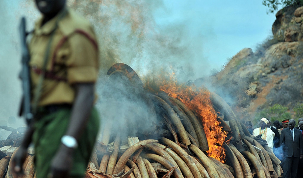 Kenya burns illegal ivory The World from PRX