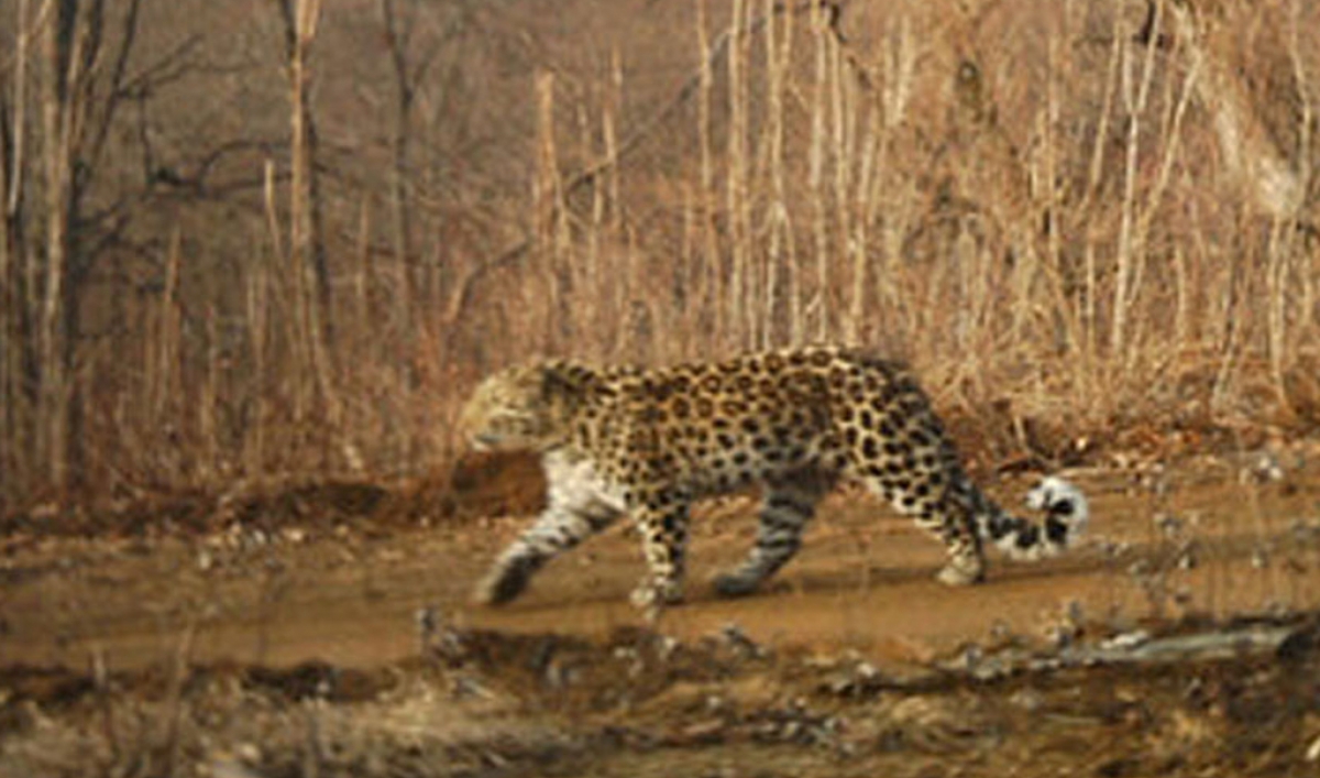 Man-eating leopard on the loose in Nepal, suspected of eating 15 people