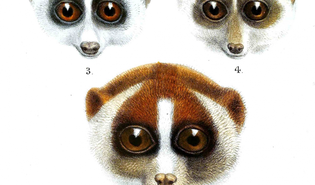 Twotongued, venomous (but cute) primate adds new species (VIDEO) The