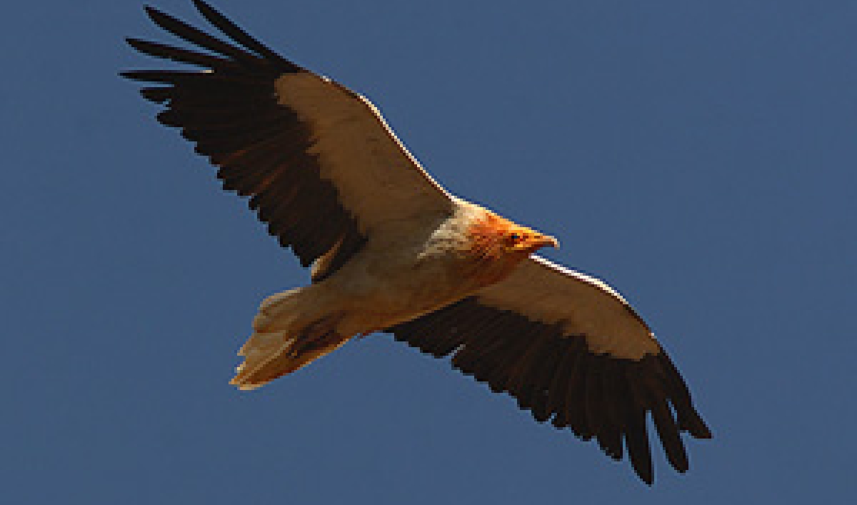 Why Vultures are Important for Bulgaria The World from PRX